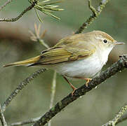 Western Bonelli's Warbler