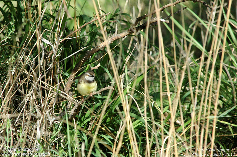 Prinia à plastron