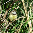 Prinia à plastron