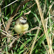 Black-chested Prinia