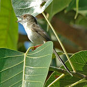 Graceful Prinia