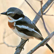 Chinspot Batis