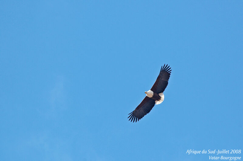 African Fish Eagle