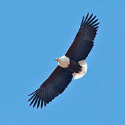 African Fish Eagle