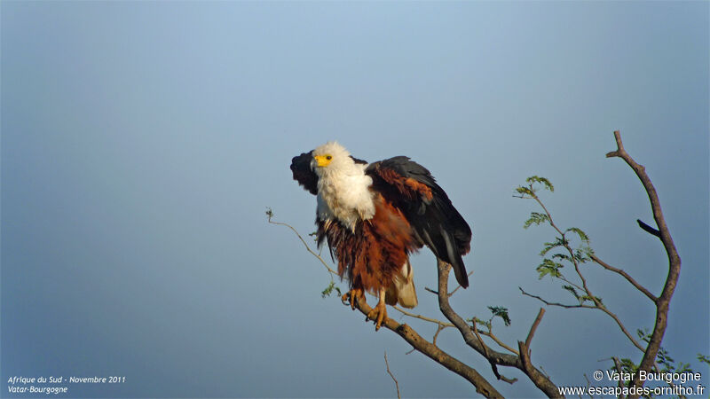 African Fish Eagle