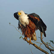 African Fish Eagle