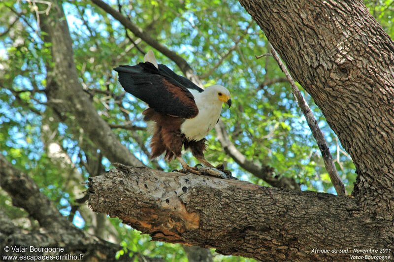 African Fish Eagle