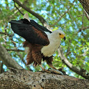 African Fish Eagle