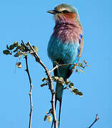 Lilac-breasted Roller