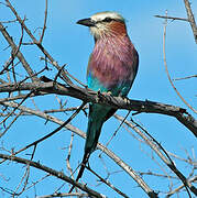 Lilac-breasted Roller