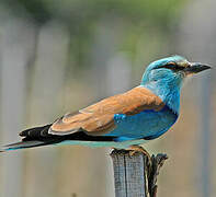 European Roller