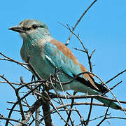 European Roller