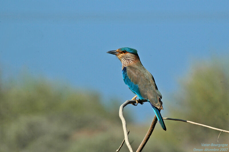 Indian Roller