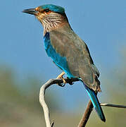 Indian Roller