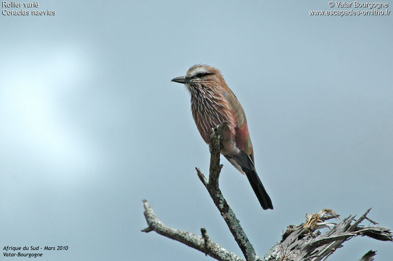 Purple Roller