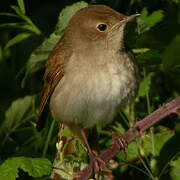 Common Nightingale