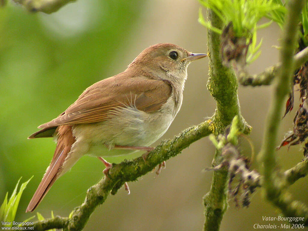 Rossignol philomèleadulte, identification