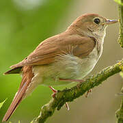 Common Nightingale