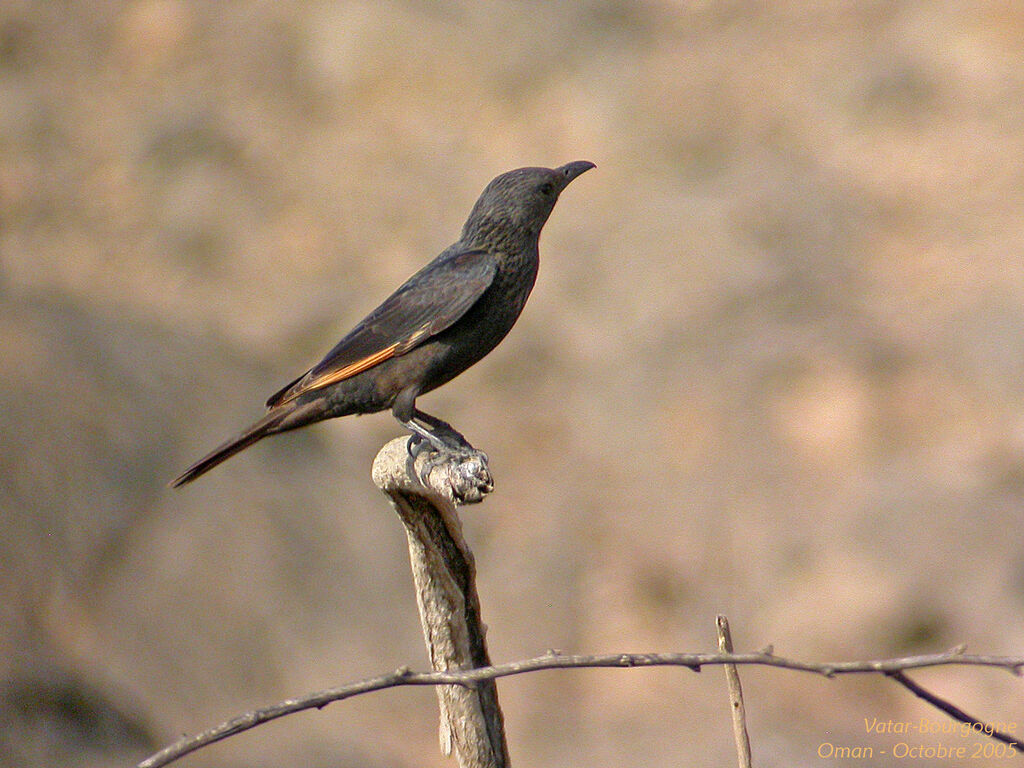 Tristram's Starling