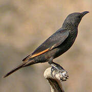 Tristram's Starling