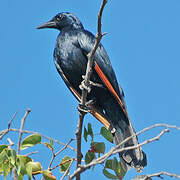 Red-winged Starling