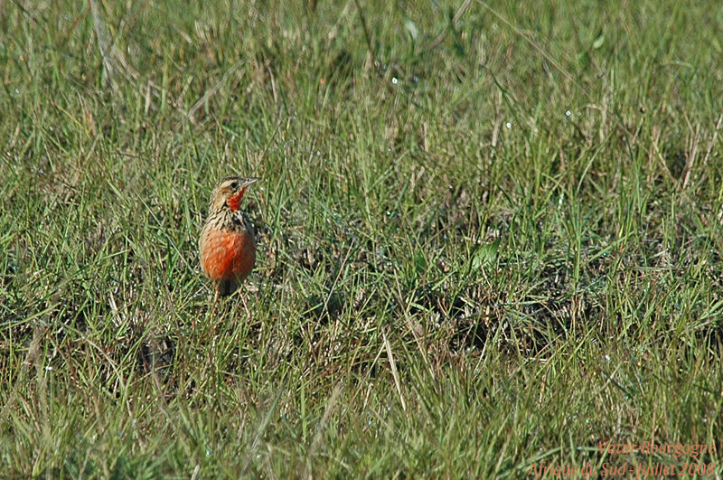 Sentinelle à gorge rose