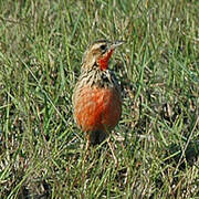 Rosy-throated Longclaw