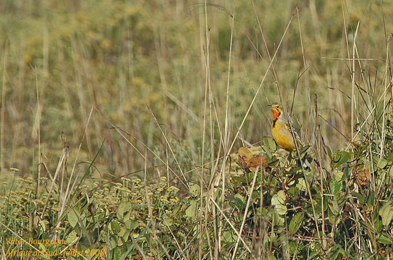 Cape Longclaw