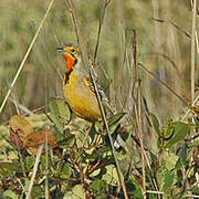 Cape Longclaw