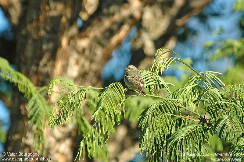 Yellow-fronted Canary