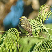 Yellow-fronted Canary