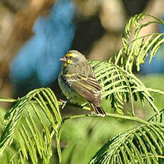 Serin du Mozambique