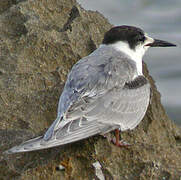 White-cheeked Tern