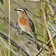 Black-crowned Tchagra