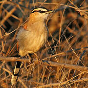 Black-crowned Tchagra