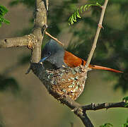 African Paradise Flycatcher