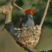 African Paradise Flycatcher