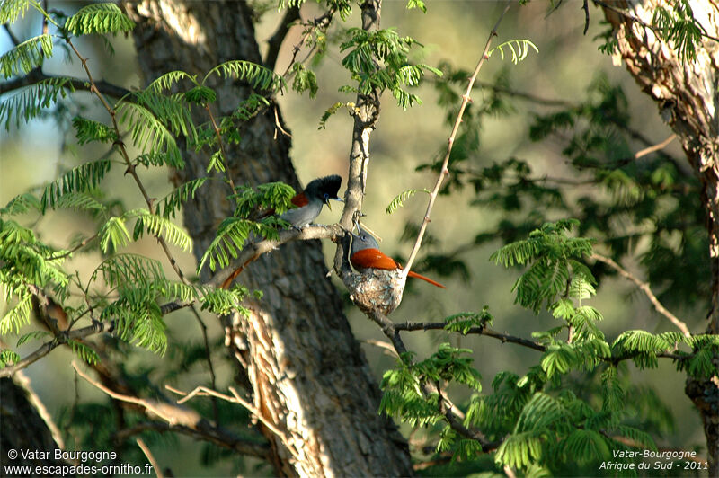 African Paradise Flycatcher