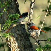 African Paradise Flycatcher