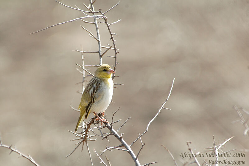 Southern Masked Weaver female adult, identification