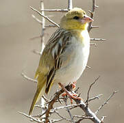 Southern Masked Weaver