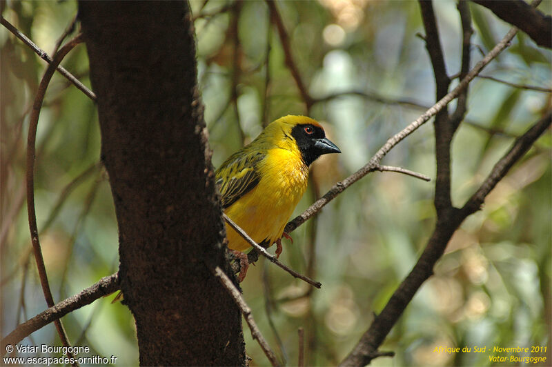 Southern Masked Weaver