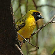 Southern Masked Weaver