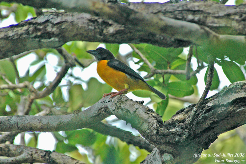 Tisserin bicolore