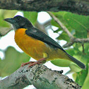 Dark-backed Weaver