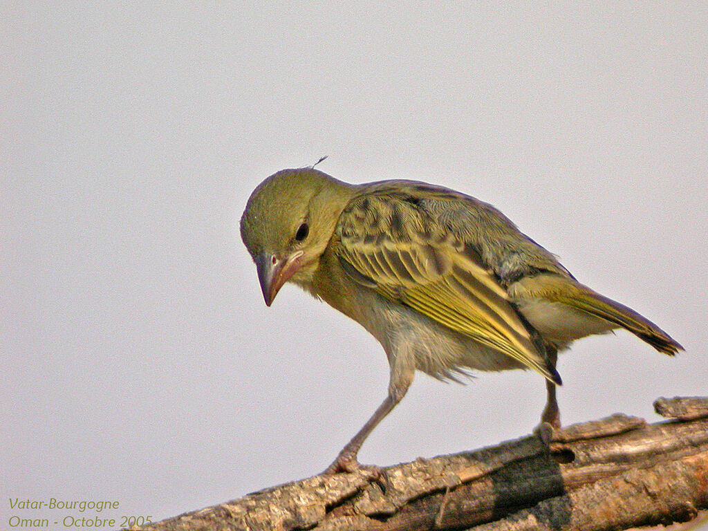 Tisserin de Rüppell