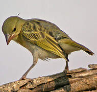 Rüppell's Weaver