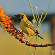 Village Weaver