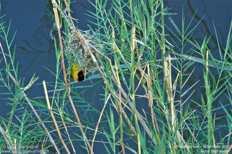 Lesser Masked Weaver