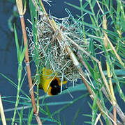 Lesser Masked Weaver